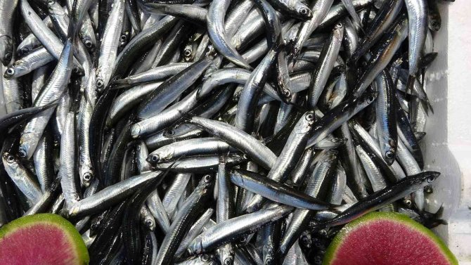 Av Yasağı Hamsiye Yaradı, Palamutta Umutlar Seneye Kaldı