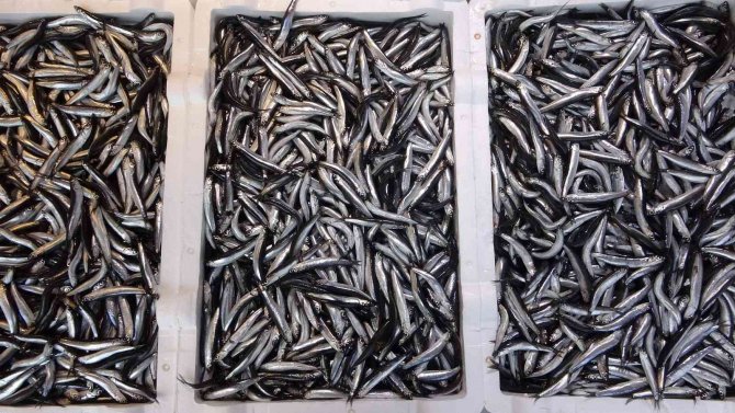 Av Yasağı Hamsiye Yaradı, Palamutta Umutlar Seneye Kaldı