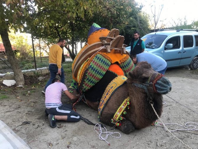 Develer Havutlarını Kuşandı