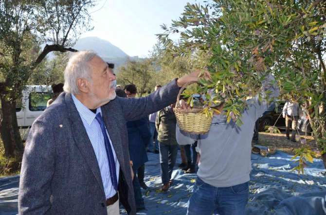 Prof. Dr. Ortaylı Kırkağaç’ta Kendi Zeytinini Hasat Etti
