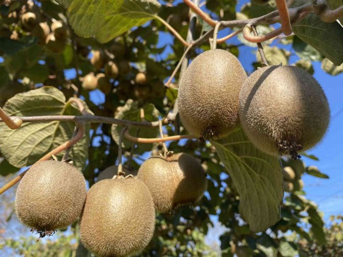 Hobi Olarak Başladıkları Kivi Yetiştiriciliğinde 400 Ton Üretime Ulaştılar