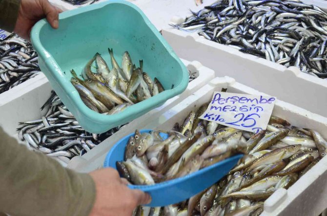 Ordu’da Hamsi 20 Liraya Yükseldi