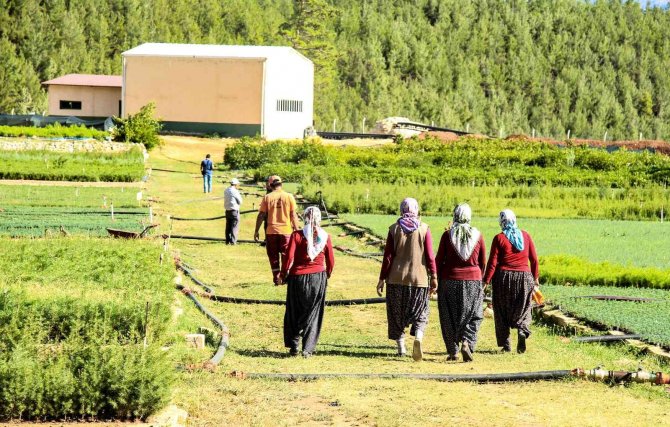 Orman Yangınlarında Yok Olan Bir Ağaç Karşılığı Bin Fidan Yetiştiriliyor
