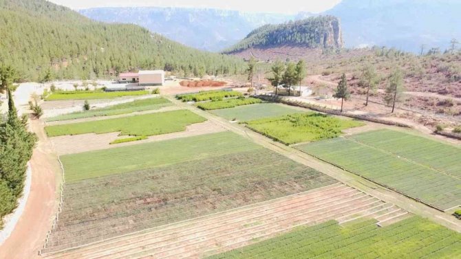 Orman Yangınlarında Yok Olan Bir Ağaç Karşılığı Bin Fidan Yetiştiriliyor