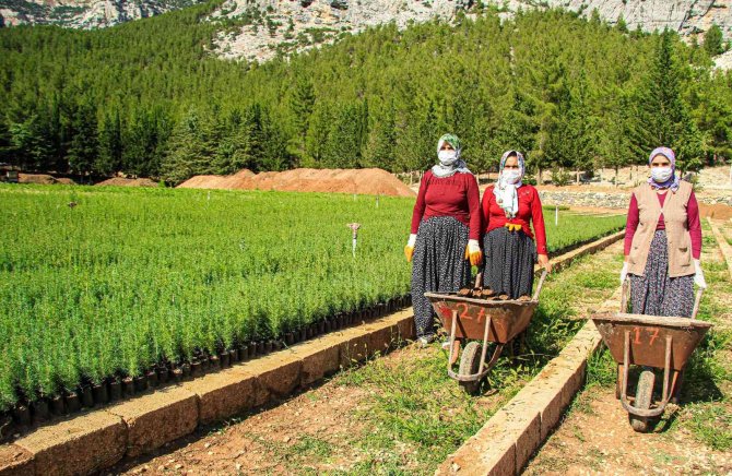Orman Yangınlarında Yok Olan Bir Ağaç Karşılığı Bin Fidan Yetiştiriliyor
