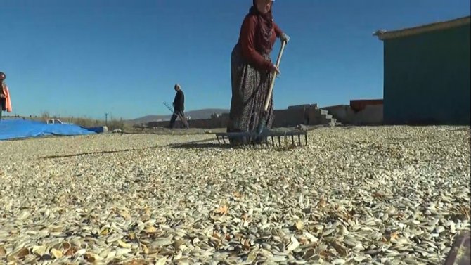 Nevşehir’in Coğrafi İşaretli Kabak Çekirdeği Tezgahlarda Yerini Almaya Başladı