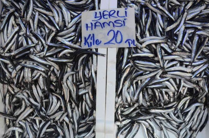 Ordu’da Hamsi 20 Liraya Yükseldi