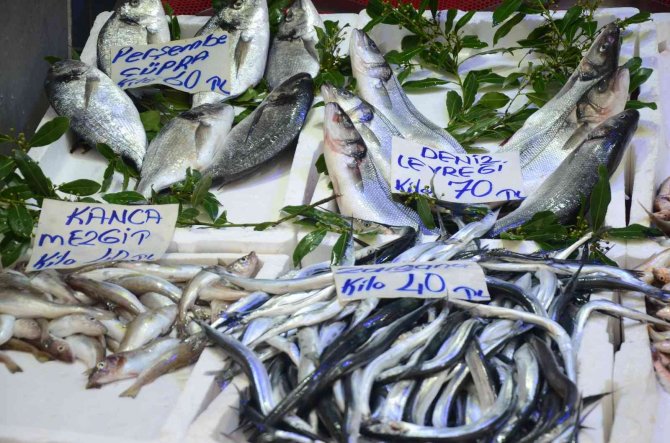 Ordu’da Hamsi 20 Liraya Yükseldi