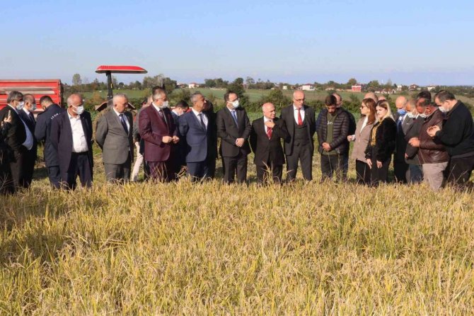 Samsun’da Siyah Çeltik Hasadı