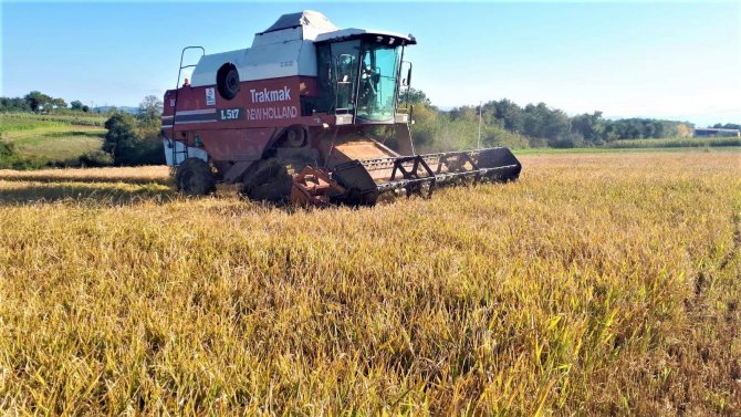 Samsun’da Siyah Çeltik Hasadı