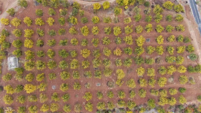 Elazığ’da ‘Altın Yaprakların’ Sonbahar Güzelliği