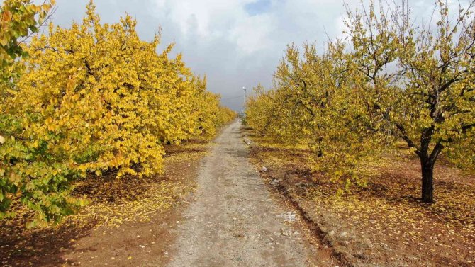 Elazığ’da ‘Altın Yaprakların’ Sonbahar Güzelliği