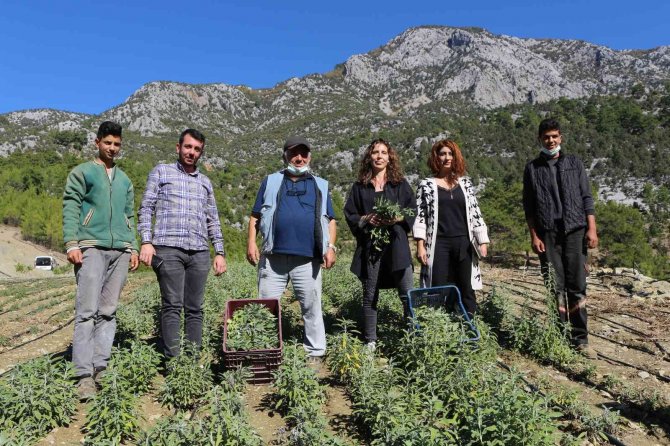 Akseki’de Adaçayı Hasatı Yapılıyor