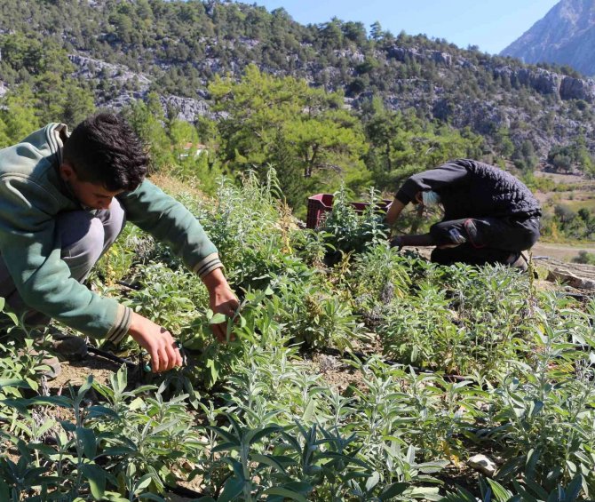 Akseki’de Adaçayı Hasatı Yapılıyor