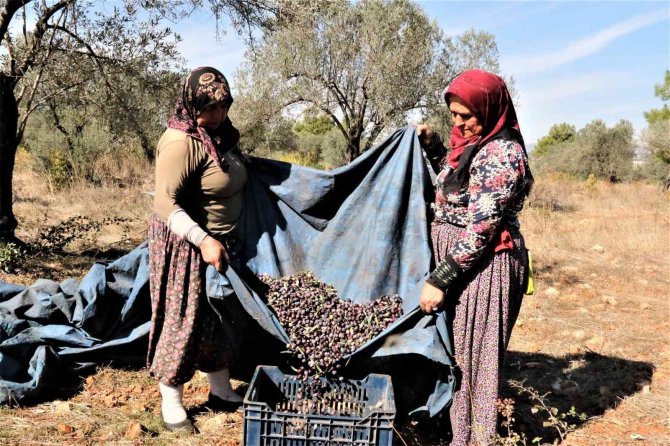 Mevsim Kayması Yeşil Zeytini Vurdu