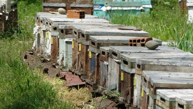 Arıcılığın Başkentinde Genç Arıcı Yetişmiyor