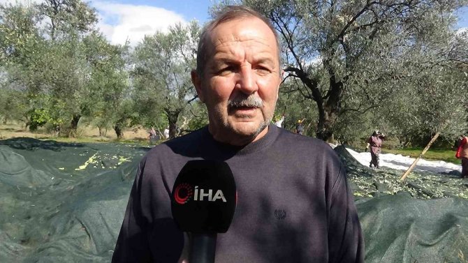 Zeytin Hasadı Drone İle Havadan Görüntülendi