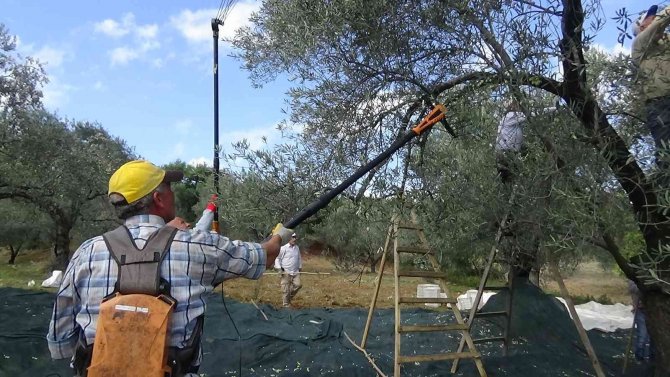 Zeytin Hasadı Drone İle Havadan Görüntülendi