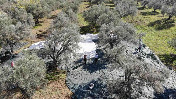 Zeytin Hasadı Drone İle Havadan Görüntülendi
