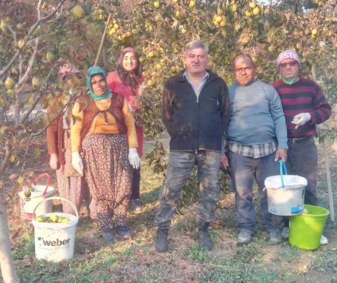 Sungurlu’da Deveci Armudu Hasadı