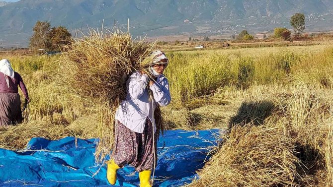Derviş Pirincinde Hasat Başladı