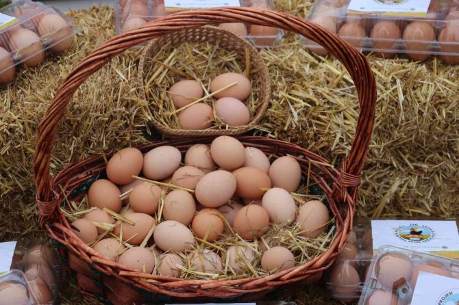 Kadınlar Tavuk Besleyip Yumurta Satarak Ev Ekonomisine Katkı Sağlayacak