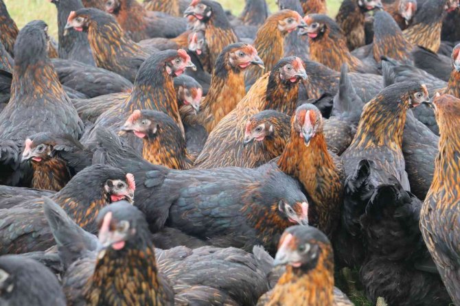 Kadınlar Tavuk Besleyip Yumurta Satarak Ev Ekonomisine Katkı Sağlayacak