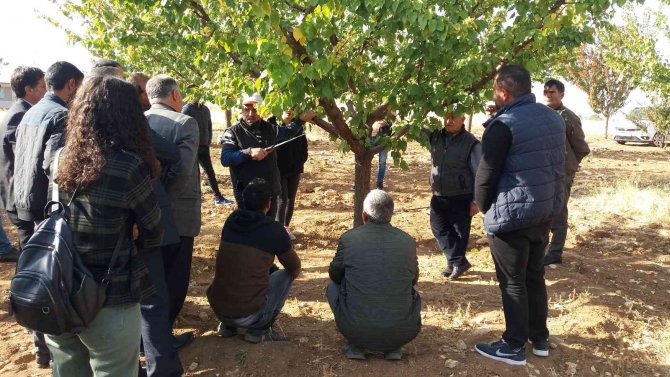 "Iğdır Meyveciliğinde Budama Ve Aşılama Eğitimi’’ Projesi