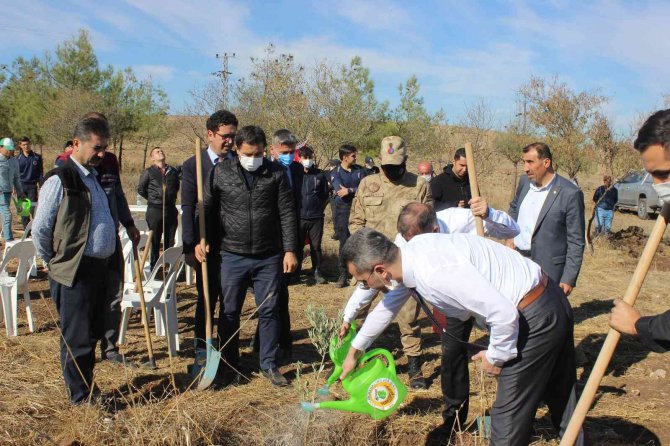Kilis Adalet Orman’ına 500 Zeytin Fidanı Dikildi