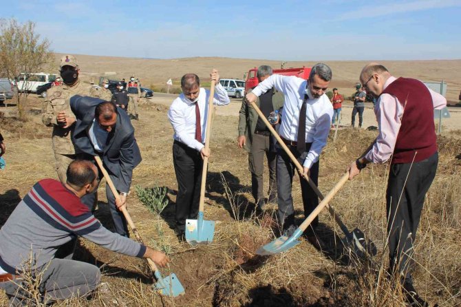 Kilis Adalet Orman’ına 500 Zeytin Fidanı Dikildi