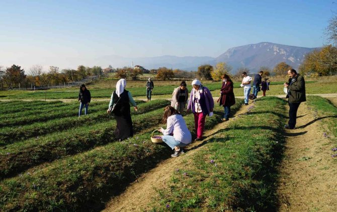 Muğlalı Safran Üreticilerine Safranbolu Gezisi
