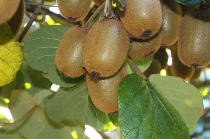 Çarşamba Ovası’nda Kivi Hasadı