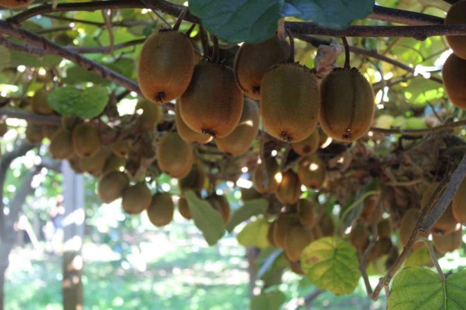 Çarşamba Ovası’nda Kivi Hasadı