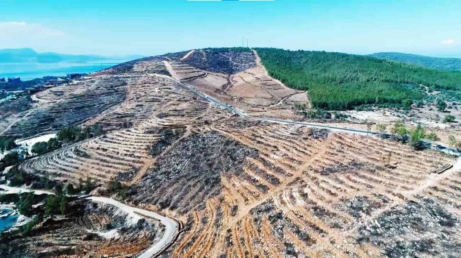 Muğla’da 28 Milyon Fidan Toprakla Buluşacak