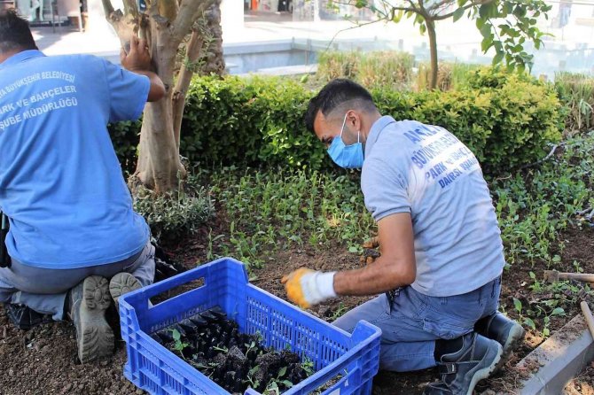 Kemer’de 30 Bin Çiçek Dikildi