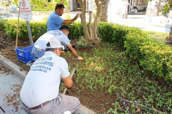 Kemer’de 30 Bin Çiçek Dikildi