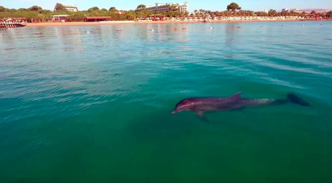 Sezonun Bittiği Antalya’da Sahiller Yunuslara Kaldı
