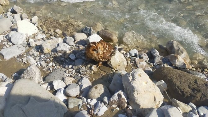 Vinç Operatörü Yaralı Bulduğu Baykuşu Milli Parklar Yetkililerine Teslim Etti
