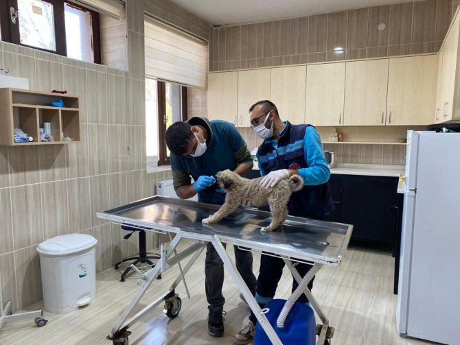 Polatlar Sokak Hayvanları Bakımevi Ve Rehabilitasyon Merkezinde Çalışmalar Hızla Devam Ediyor