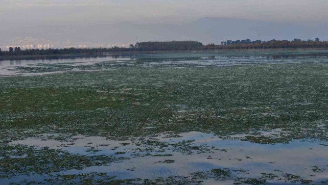 İ̇zmir’i Deniz Marulu Sardı