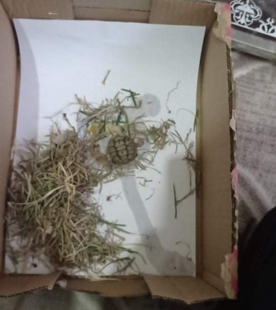 Yavru Kaplumbağaya Öğretmen Ve Öğrenciler Sahip Çıktı