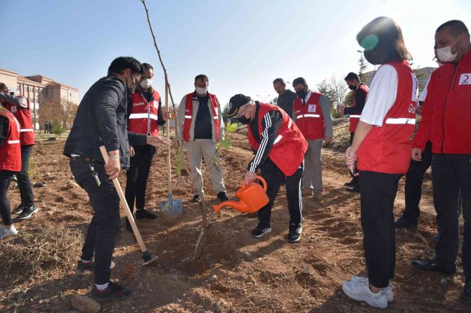 Kmü’de Yunus Emre Hoşgörü Ormanı