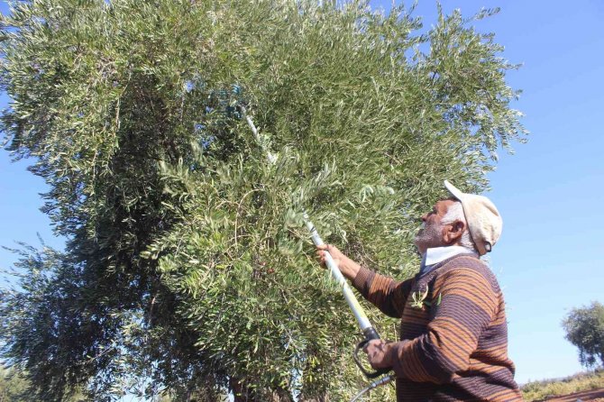 Kilis’te Zeytinyağının Kilosu 33 Tl’den Satılıyor