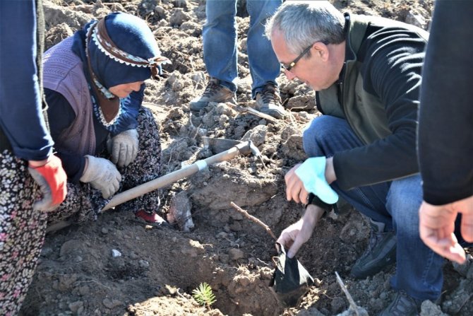 Müdür Kayıran: “Kütahya’da 48 Bin 450 Adet Fidan Toprakla Buluşturulacak”