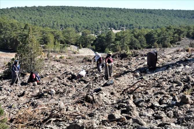 Müdür Kayıran: “Kütahya’da 48 Bin 450 Adet Fidan Toprakla Buluşturulacak”