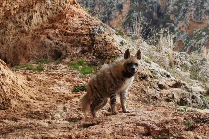 Çizgili Sırtlanlar İnsan Tehdidi Altında