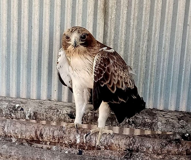 Yaralı Kartal Tedavi Altına Alındı