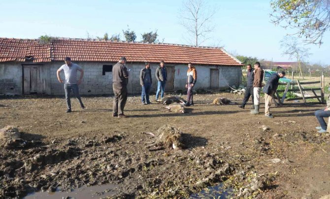 Aç Kurtlar Ağılın Bahçesine Girdi: 7 Koyun Telef Oldu, 10 Koyun Yaralandı