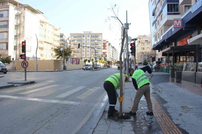 Van’da Kuruyan Ağaçların Yerine Yenileri Dikildi