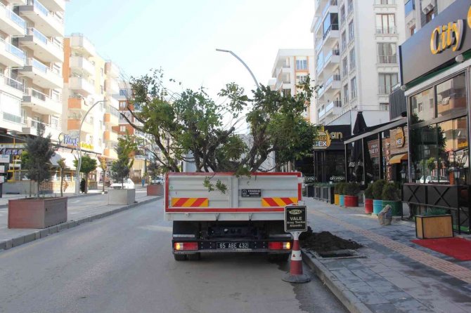 Van’da Kuruyan Ağaçların Yerine Yenileri Dikildi